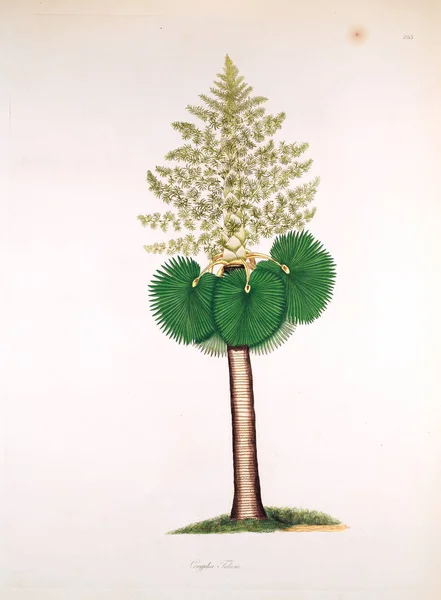 Botanická Ilustrace Rostliny Pobřeží Coromandel Londýn 1819 — Stock fotografie