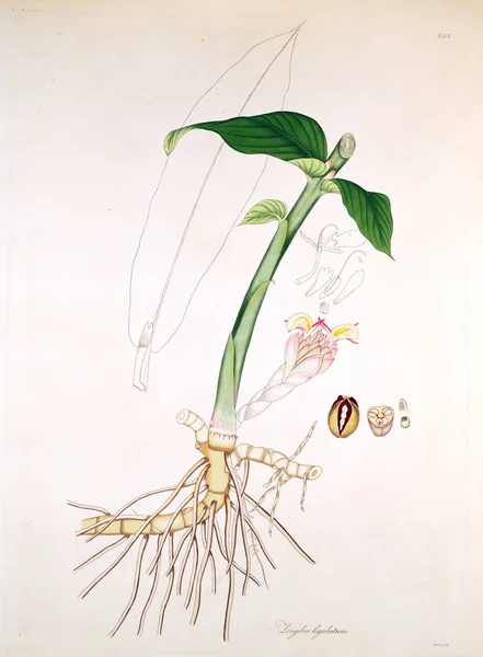 Ботанічні Ілюстрації Рослини Узбережжя Coromandel Лондоні 1819 — стокове фото