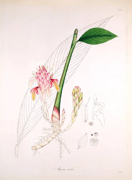 그림입니다 식물의 해안의 1819 — 스톡 사진