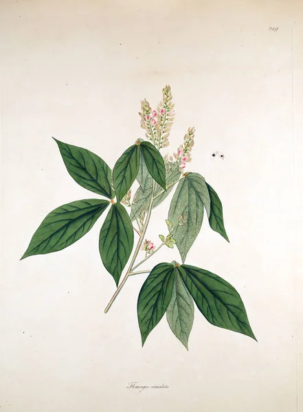 Ilustración Botánica Plantas Costa Coromandel Londres 1819 —  Fotos de Stock