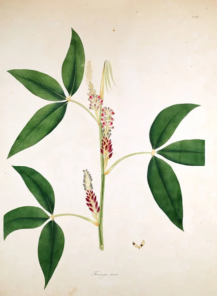 Botanische Illustration Pflanzen Der Küste Von Coromandel London 1819 — Stockfoto