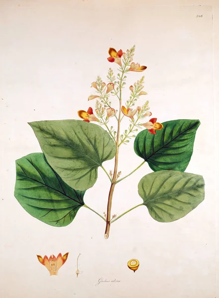 Ilustración Botánica Plantas Costa Coromandel Londres 1819 —  Fotos de Stock