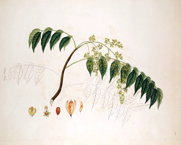 Botanische Illustratie Planten Van Kust Van Coromandel Londen 1819 — Stockfoto