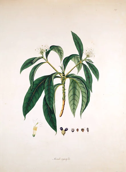 Botaniska Illustration Växter Kusten Coromandel London 1819 — Stockfoto