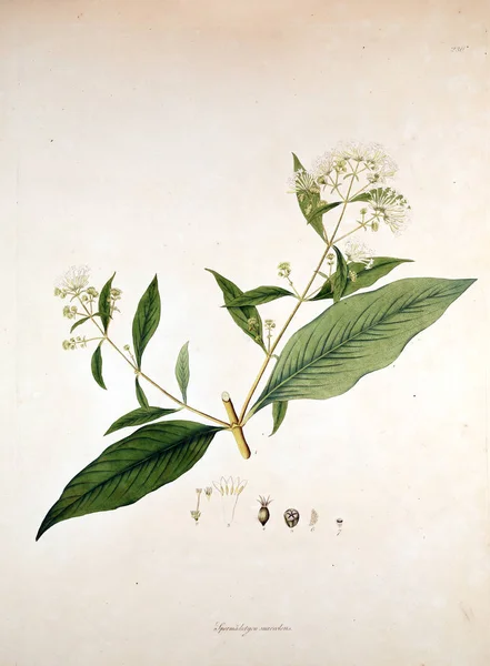 Ilustracji Botanicznych Rośliny Wybrzeża Coromandel Londyn 1819 — Zdjęcie stockowe