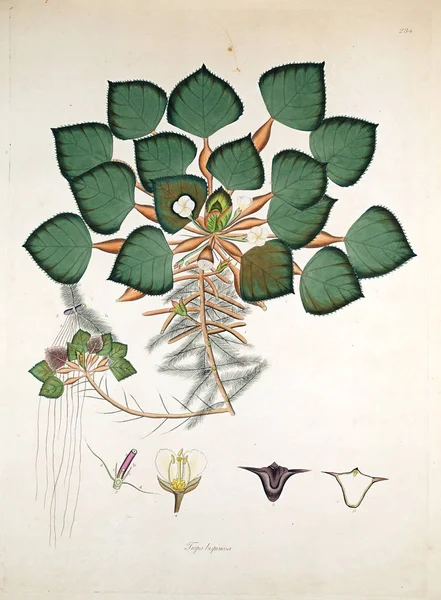 Illustrazione Botanica Piante Della Costa Coromandel Londra 1819 — Foto Stock