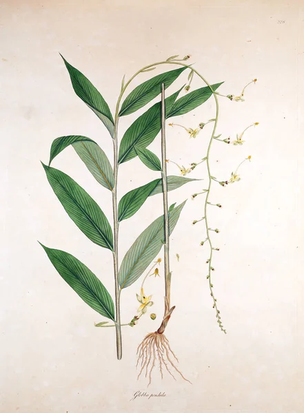 Illustrazione Botanica Piante Della Costa Coromandel Londra 1819 — Foto Stock