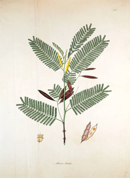 Ботанічні Ілюстрації Рослини Узбережжя Coromandel Лондоні 1819 — стокове фото