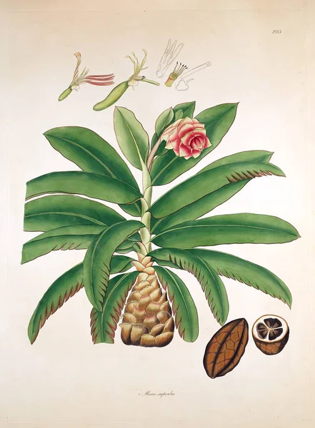 Illustrazione Botanica Piante Della Costa Coromandel Londra 1819 — Foto Stock