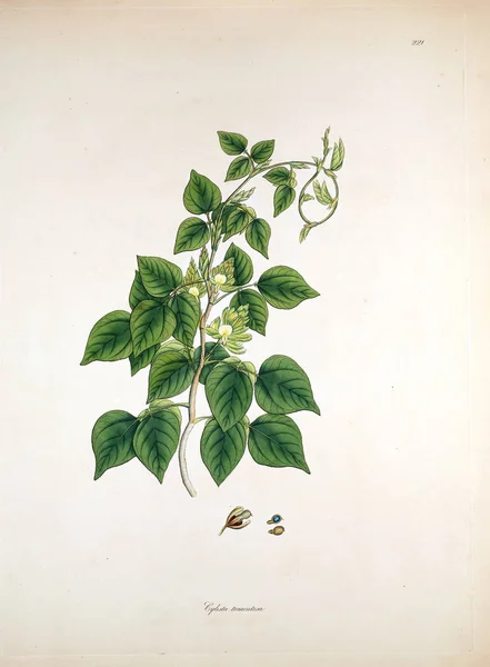 Βοτανική Εικονογράφηση Φυτά Από Την Ακτή Του Κορομάντελ Λονδίνου 1819 — Φωτογραφία Αρχείου