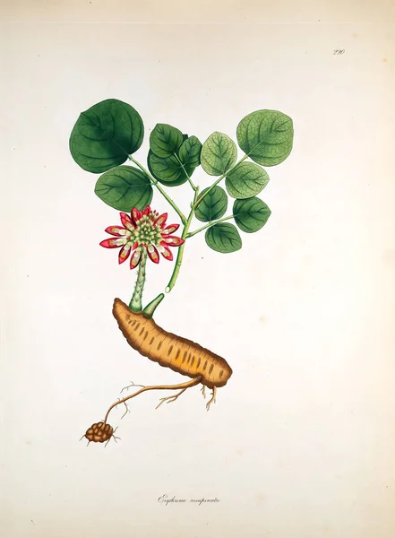 Illustration Botanique Plantes Côte Coromandel Londres 1819 — Photo