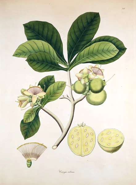 Botanische Illustration Pflanzen Der Küste Von Coromandel London 1819 — Stockfoto