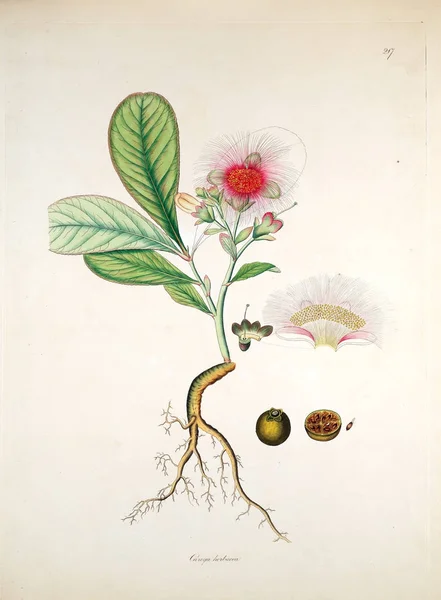 Botanikai Illusztráció Növényeket Part Coromandel London 1819 — Stock Fotó