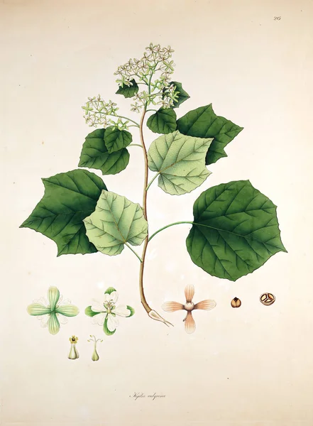 植物のイラスト コロマンデル ロンドン 1819 の海岸の植物 — ストック写真