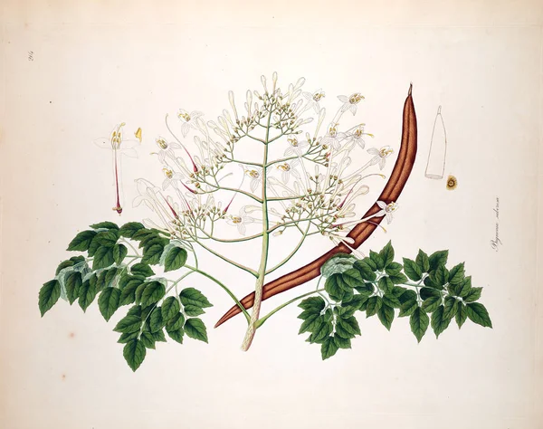 Botaniska Illustration Växter Kusten Coromandel London 1819 — Stockfoto