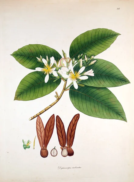 Ilustración Botánica Plantas Costa Coromandel Londres 1819 —  Fotos de Stock