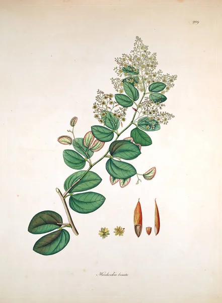 Illustration Botanique Plantes Côte Coromandel Londres 1819 — Photo