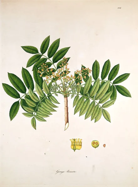 Botanische Illustratie Planten Van Kust Van Coromandel Londen 1819 — Stockfoto