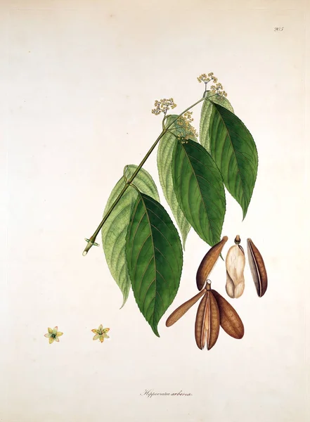 Ilustracji Botanicznych Rośliny Wybrzeża Coromandel Londyn 1819 — Zdjęcie stockowe