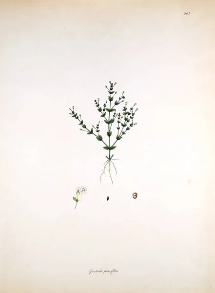 Ilustração Botânica Plantas Costa Coromandel Londres 1819 — Fotografia de Stock