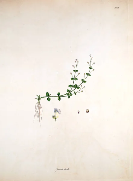 Ilustração Botânica Plantas Costa Coromandel Londres 1819 — Fotografia de Stock
