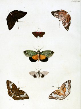 Butterflies. Aanhangsel van het werk, De uitlandsche kapellen. A Amsteldam :Chez Barthelmy Wild,1779-1782