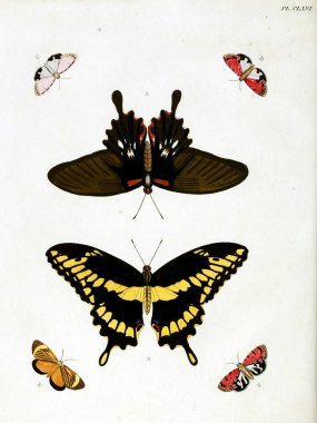 Butterflies. Aanhangsel van het werk, De uitlandsche kapellen. A Amsteldam :Chez Barthelmy Wild,1779-1782