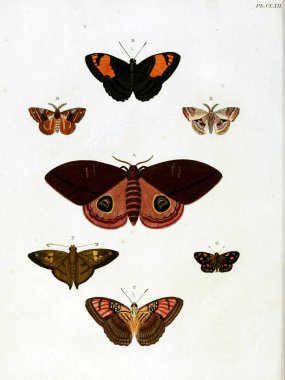 Butterflies. Aanhangsel van het werk, De uitlandsche kapellen. A Amsteldam :Chez Barthelmy Wild,1779-1782