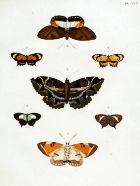 Butterflies. Aanhangsel van het werk, De uitlandsche kapellen. A Amsteldam :Chez Barthelmy Wild,1779-1782