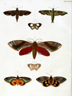 Butterflies. Aanhangsel van het werk, De uitlandsche kapellen. A Amsteldam :Chez Barthelmy Wild,1779-1782