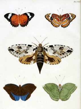 Butterflies. Aanhangsel van het werk, De uitlandsche kapellen. A Amsteldam :Chez Barthelmy Wild,1779-1782