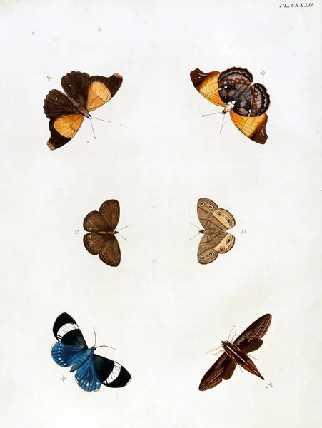 Butterflies Aanhangsel Van Het Werk Uitlandsche Kapellen Amsteldam Chez Barthelmy — Stockfoto
