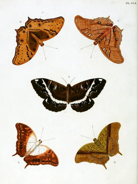 Schmetterlinge Aanhangsel Van Het Werk Uitlandsche Kapellen Amsteldam Chez Barthelmy — Stockfoto