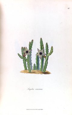 Bir kaktüs Illustration. Stapeliae novae. 1796