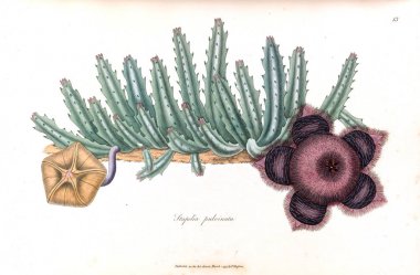 Bir kaktüs Illustration. Stapeliae novae. 1796