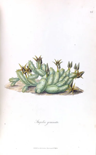 Illustratie Van Een Cactus Stapeliae Novae 1796 — Stockfoto