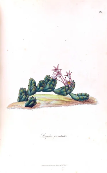 Иллюстрация Кактуса Stapeliae Novae 1796 Год — стоковое фото