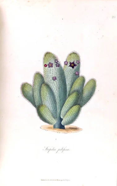 Bir Kaktüs Illustration Stapeliae Novae 1796 — Stok fotoğraf