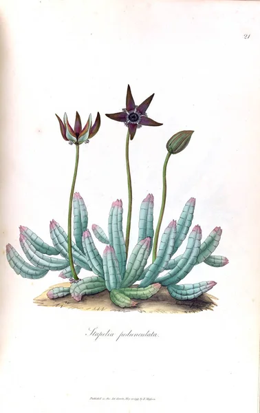 Illustrasjon Kaktus Stapeliae Novae Engelsk 1796 – stockfoto