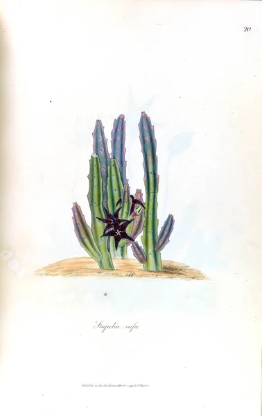 Illustrazione Cactus Stapeliae Novae 1796 — Foto Stock