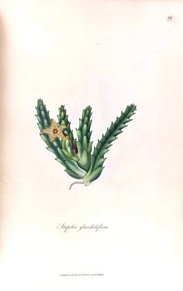 Illustratie Van Een Cactus Stapeliae Novae 1796 — Stockfoto