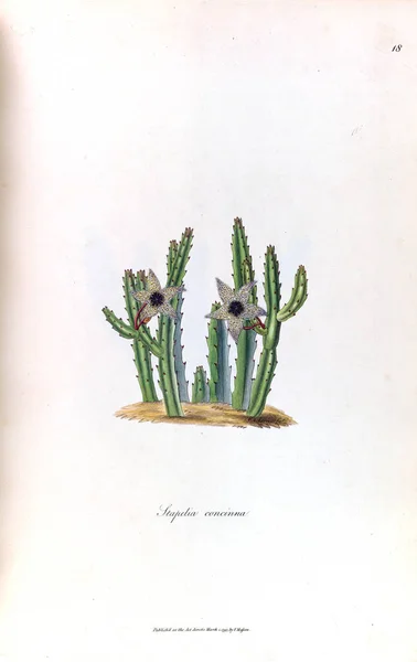 Ilustração Cacto Stapeliae Novae 1796 — Fotografia de Stock