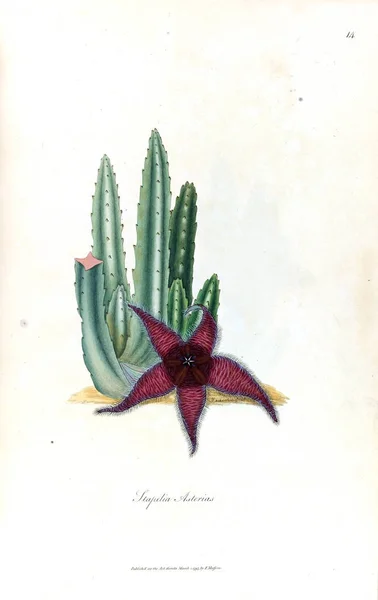 Illustratie Van Een Cactus Stapeliae Novae 1796 — Stockfoto