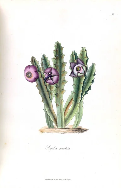 Ilustração Cacto Stapeliae Novae 1796 — Fotografia de Stock