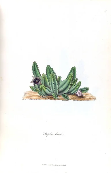 Illustratie Van Een Cactus Stapeliae Novae 1796 — Stockfoto