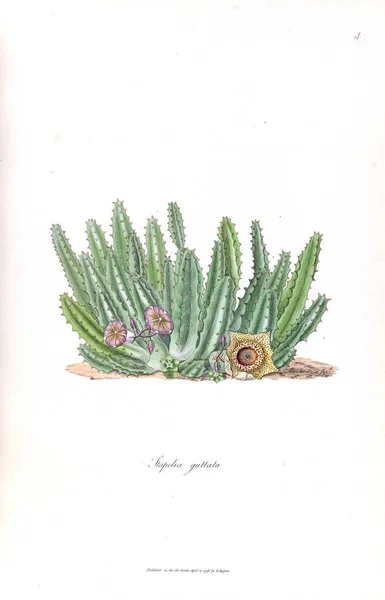 Illustratie Van Een Cactus Stapeliae Novae 1796 — Stockfoto