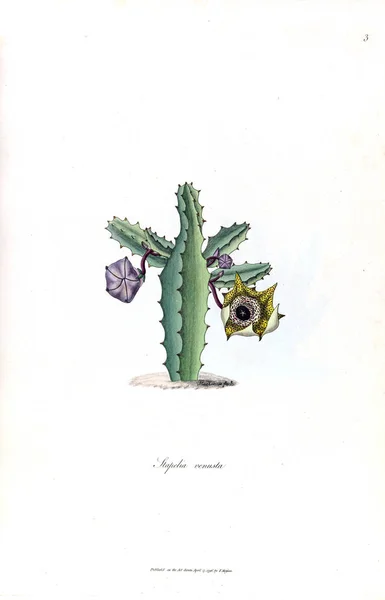 Bir Kaktüs Illustration Stapeliae Novae 1796 — Stok fotoğraf