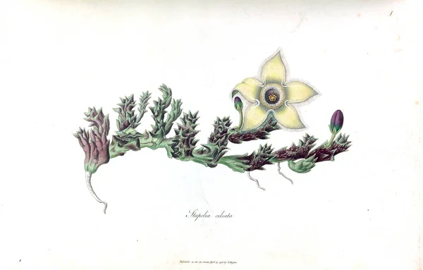 Illustration Kaktus Stapeliae Novae 1796 — Stockfoto