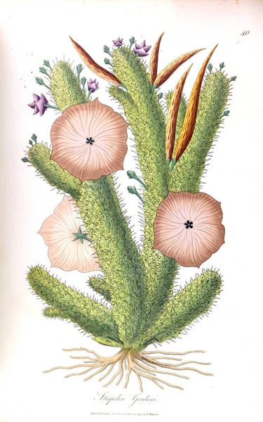 Illustration Cactus Stapeliae Novae 1796 — Photo