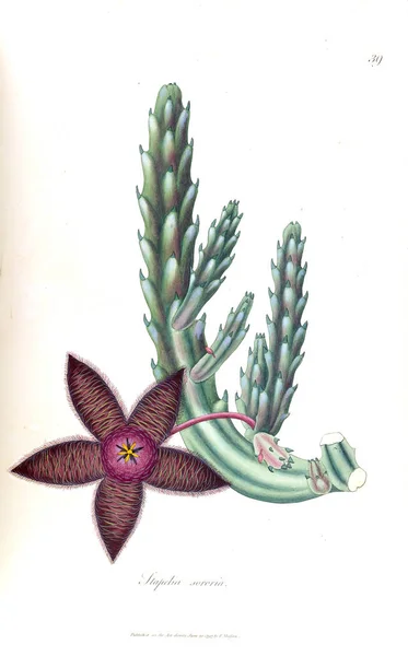 仙人掌的插图 Stapeliae 新星1796 — 图库照片